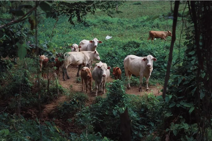 Dairy-Farming-and-Cattle-Raising-Business