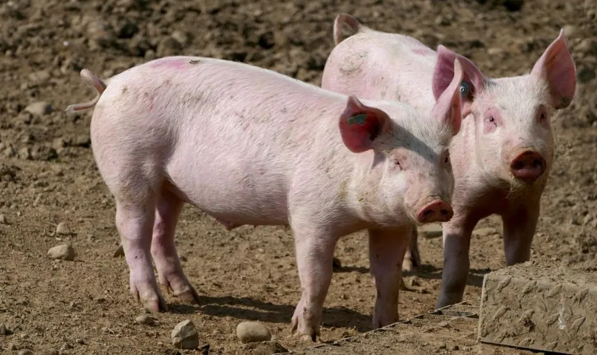 Hog-Raising-Agribusiness