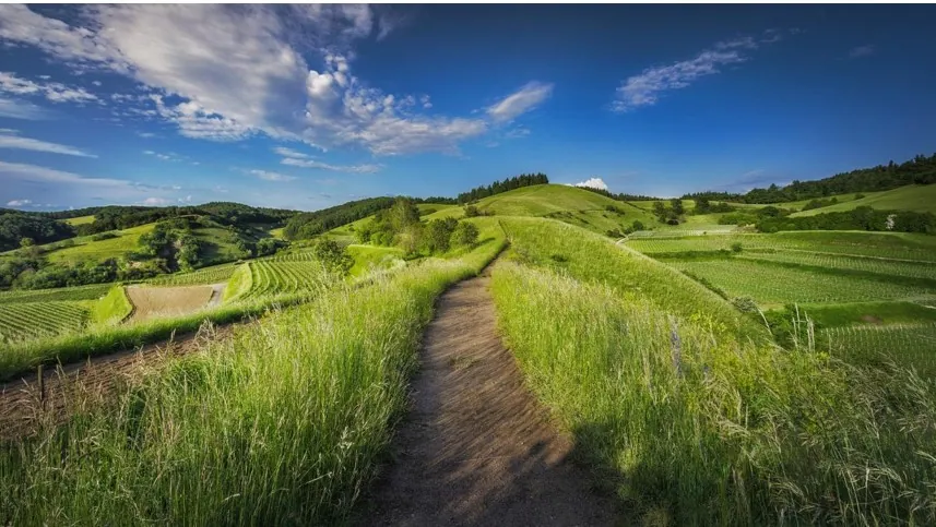 Rice-Farming-Business