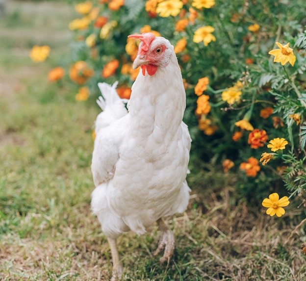 Free-Range-Chicken-Walking-through-Flowerfield