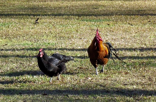 Cage-Free Farming