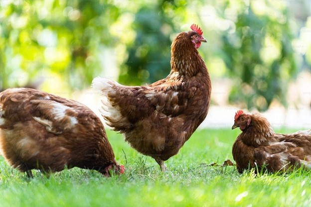 Cage-Free Farming