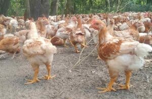 advantages of free-range chicken farming