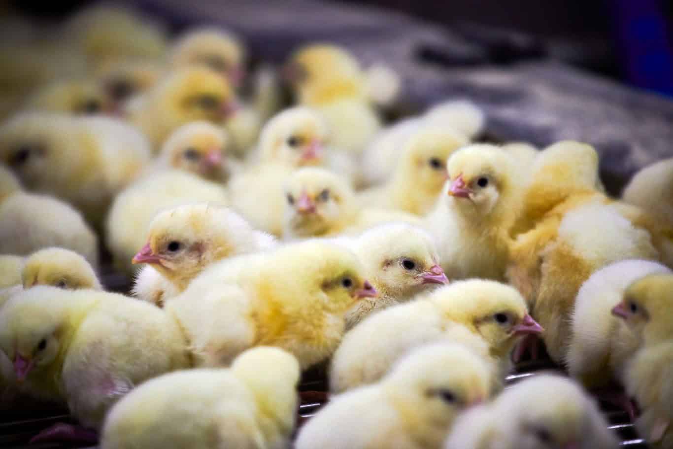 importance of brooding in poultry
