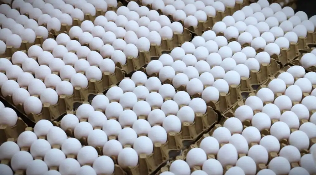 Egg business in the Philippines featuring fresh chicken eggs in trays, poultry farming, and local egg selling for a profitable small business.